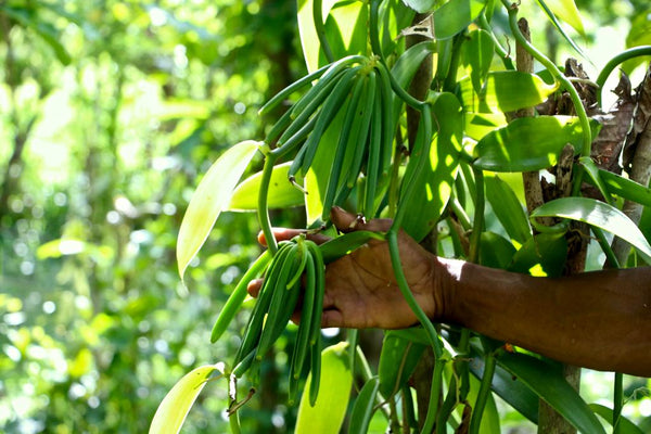 Vanille de Madagascar : Excellence Bourbon, de l'arôme à l'État Pur